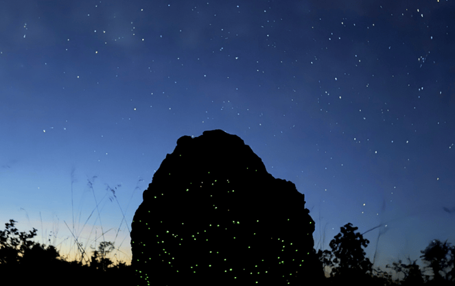 Bioluminescência de larvas de vagalumes ilumina cupinzeiro no Parque Nacional das Emas (GO), fenômeno natural que depende da preservação de céus escuros e da baixa incidência de luz artificial - Foto: Alisson da Silva