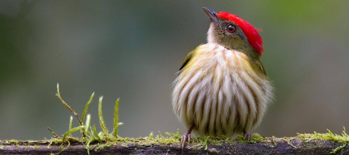 Tangara rajado - Foto: Sergio Cedraz