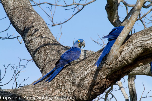 Arara-azul-grande (Anodorhynchus hyacinthinus)