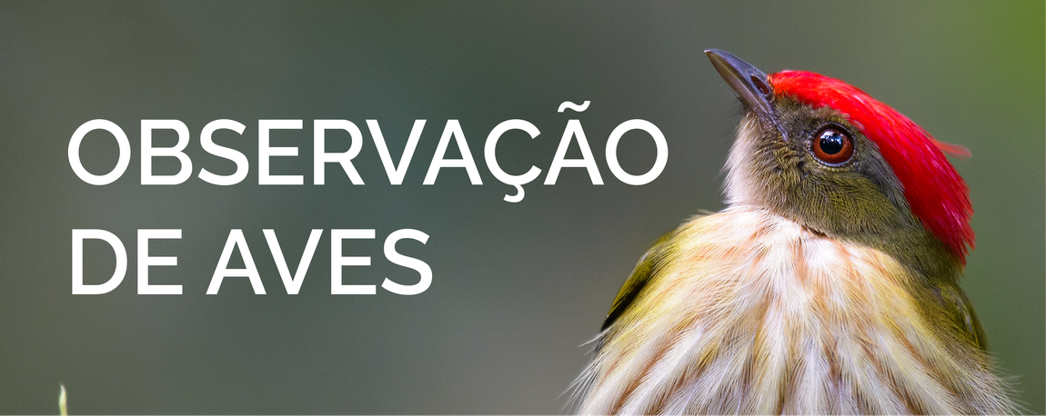Observadores de Aves