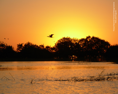 Parna Pantanal matogrossense