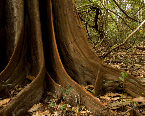 Parna do Jaú