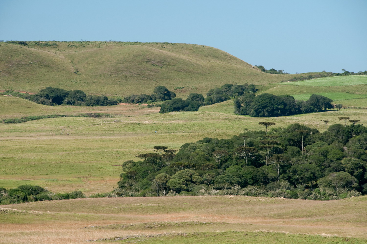 Vista de parte da área verde da Revis dos Campos de Palmas