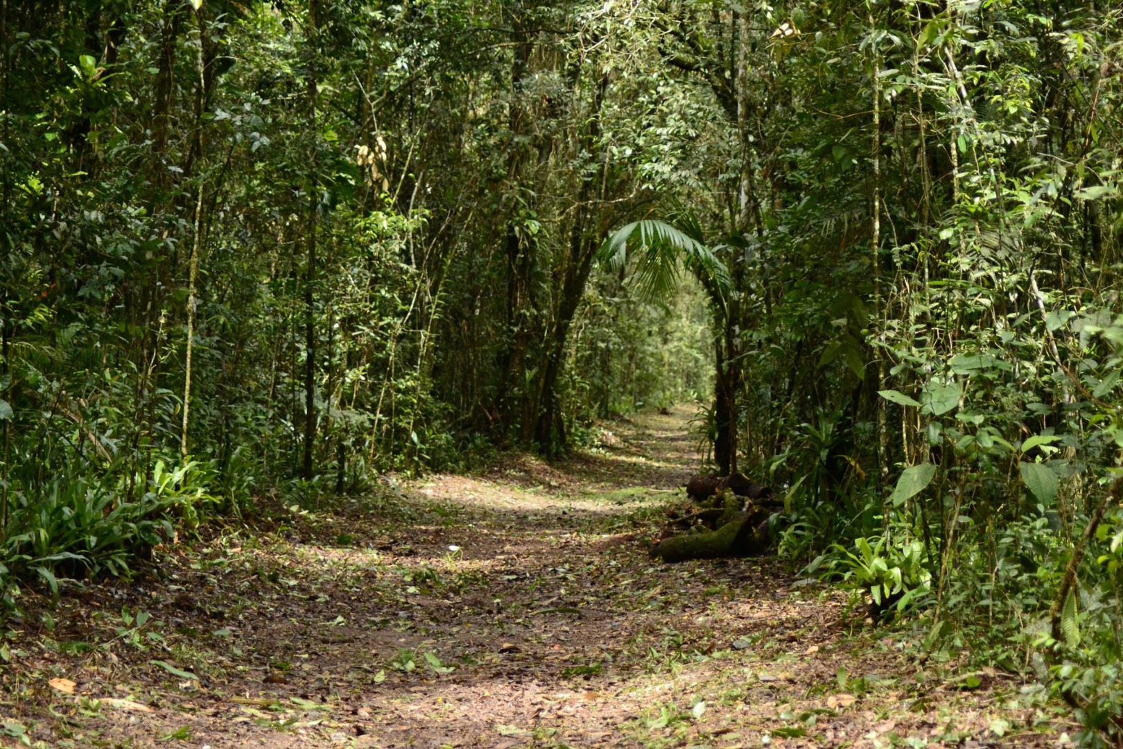 Floresta_de_terras_baixas_2.jpg