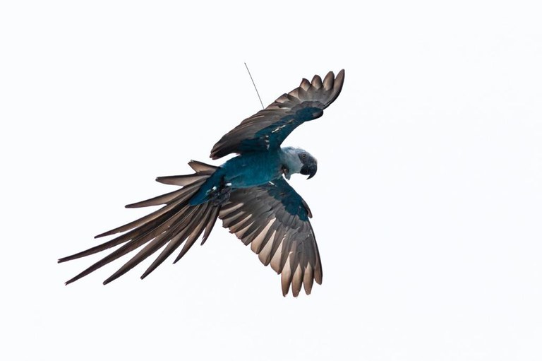 Foto: Rodrigo Agostinho