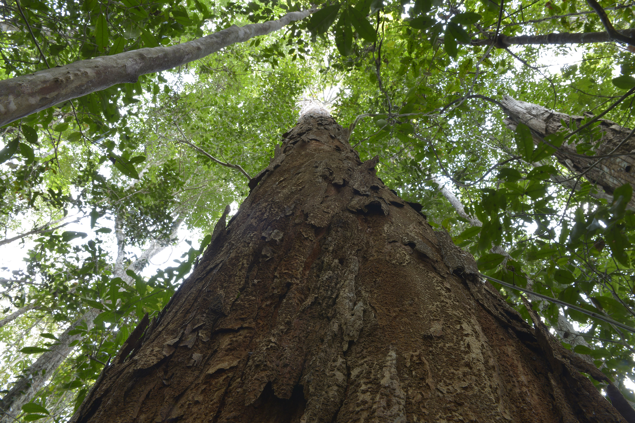 01 parna pau brasil BA 2016