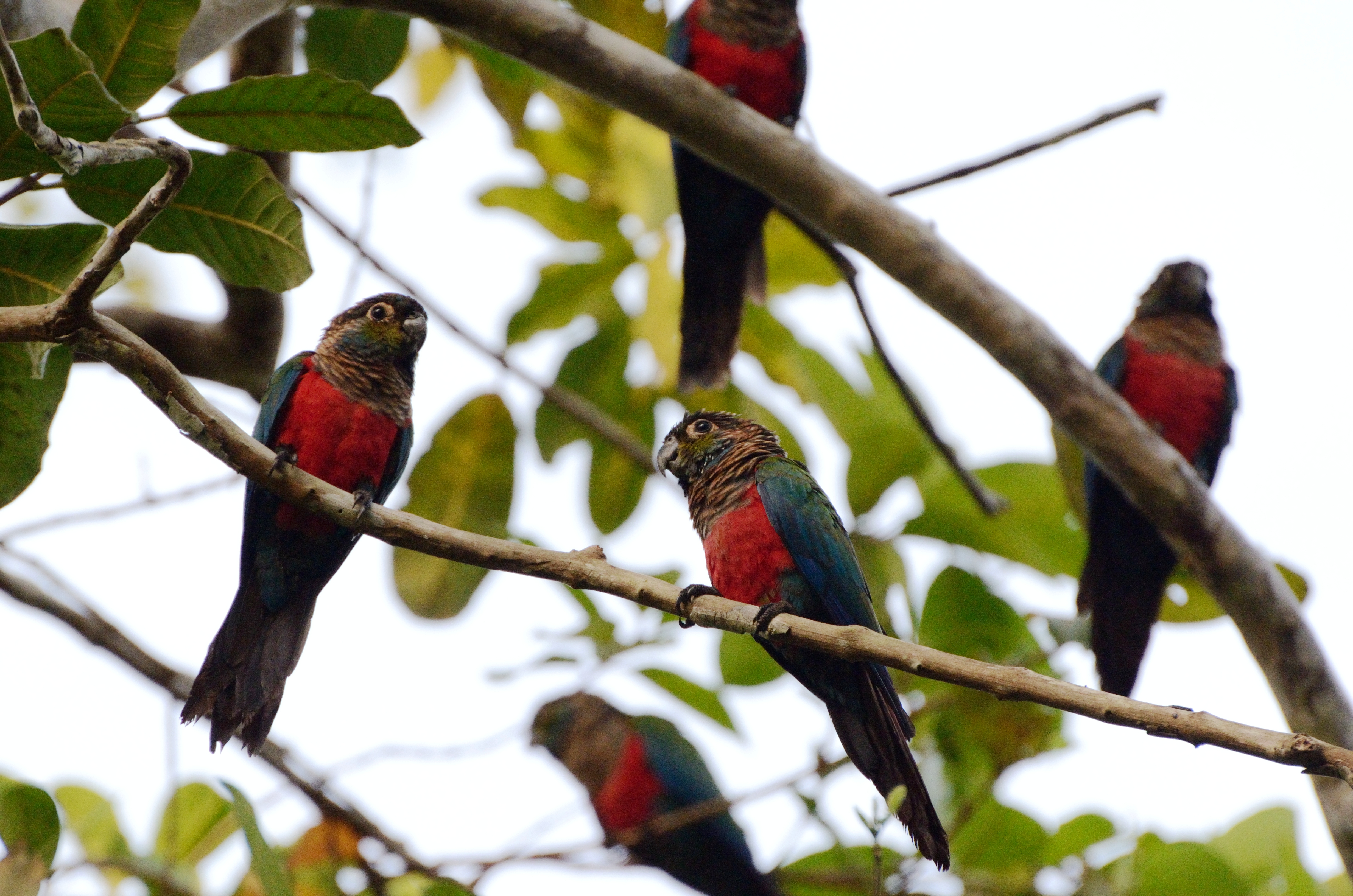 01 rebio jaru semdata