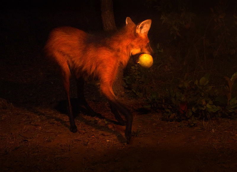 © Todos os direitos reservados. Foto: Marcus Paredes 