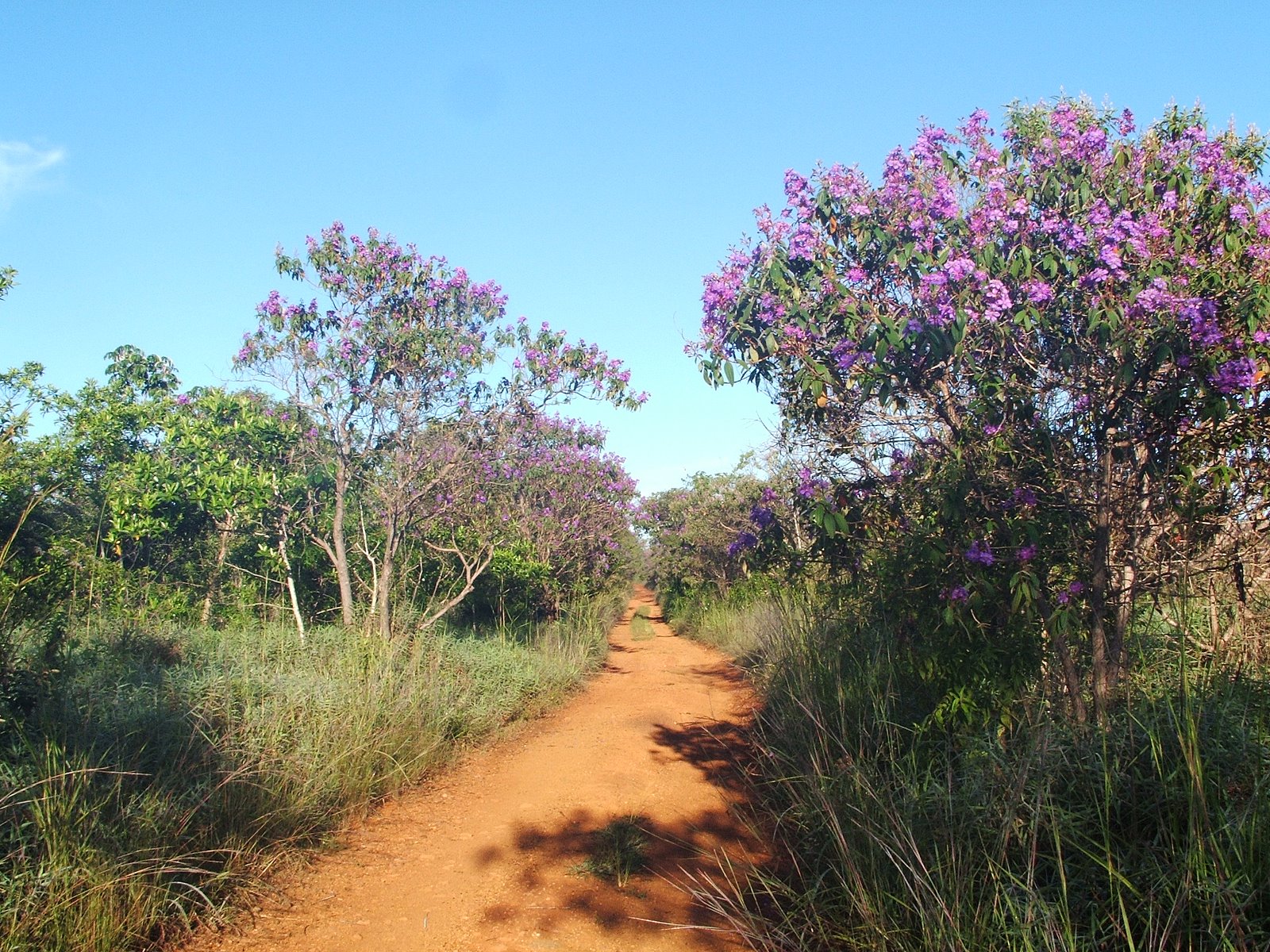 10 parna brasilia 2006