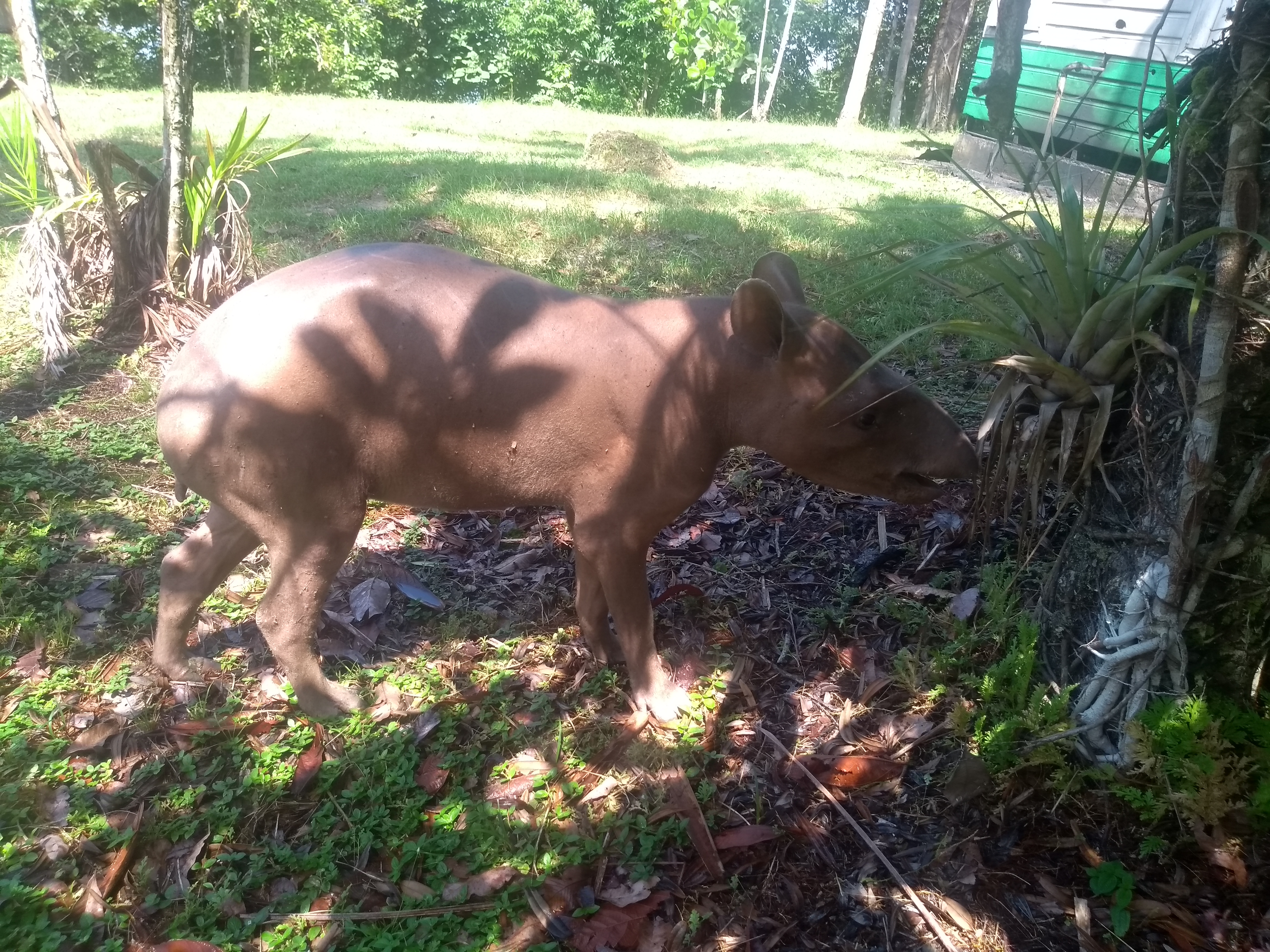 Animais foram mantidos em cercado próximo à base (Foto: Acervo ICMBio)