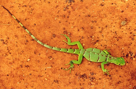 18 parna serradacapivara