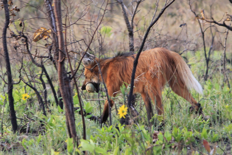 © Todos os direitos reservados. Foto: Leandro Martins 