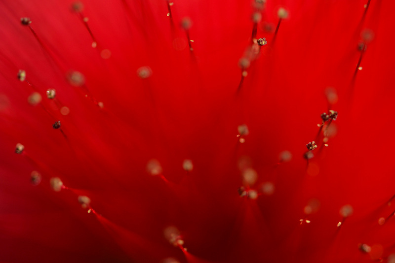 © Todos os direitos reservados. Foto: Wagner Friança