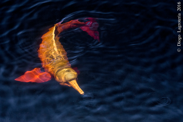 3Boto vermelho Diogo Lagroteria 2 1