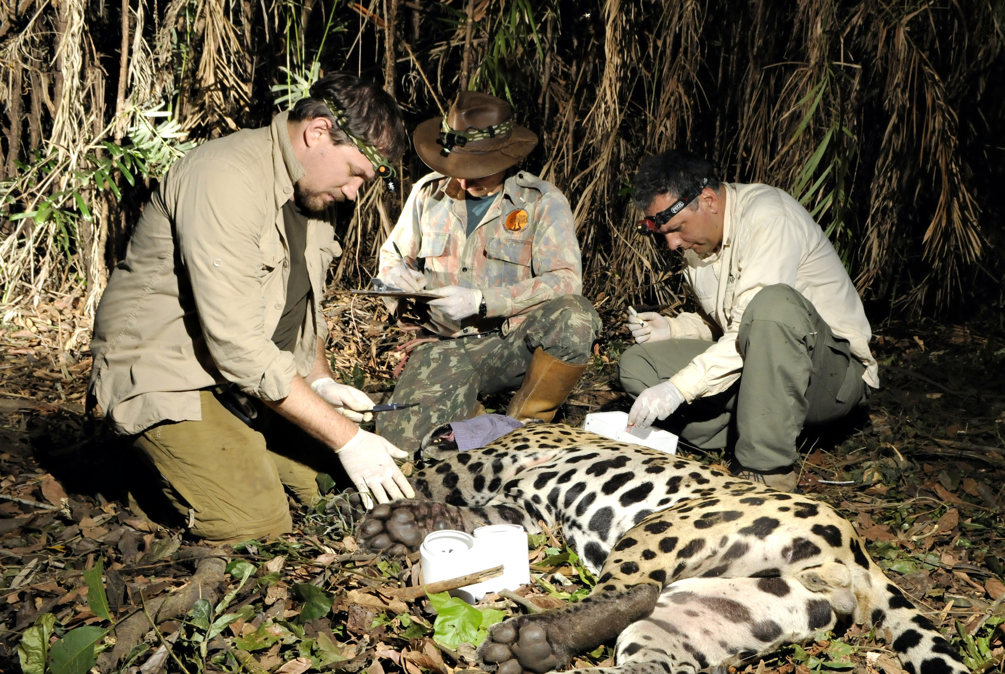 AAG9316 ESEC Taiama Adriano Gambarini