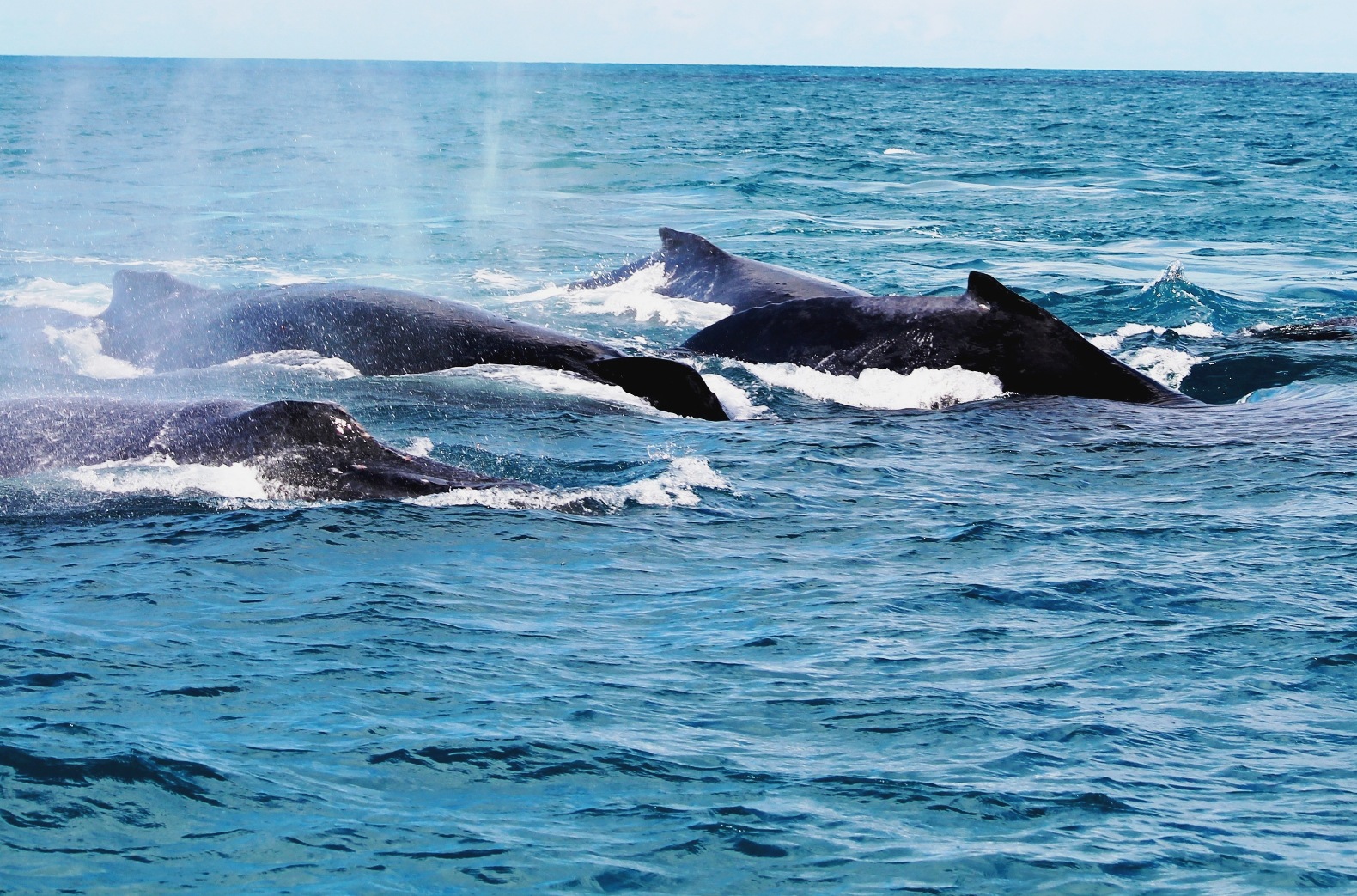 abrolhos credito fernando repinaldo 8