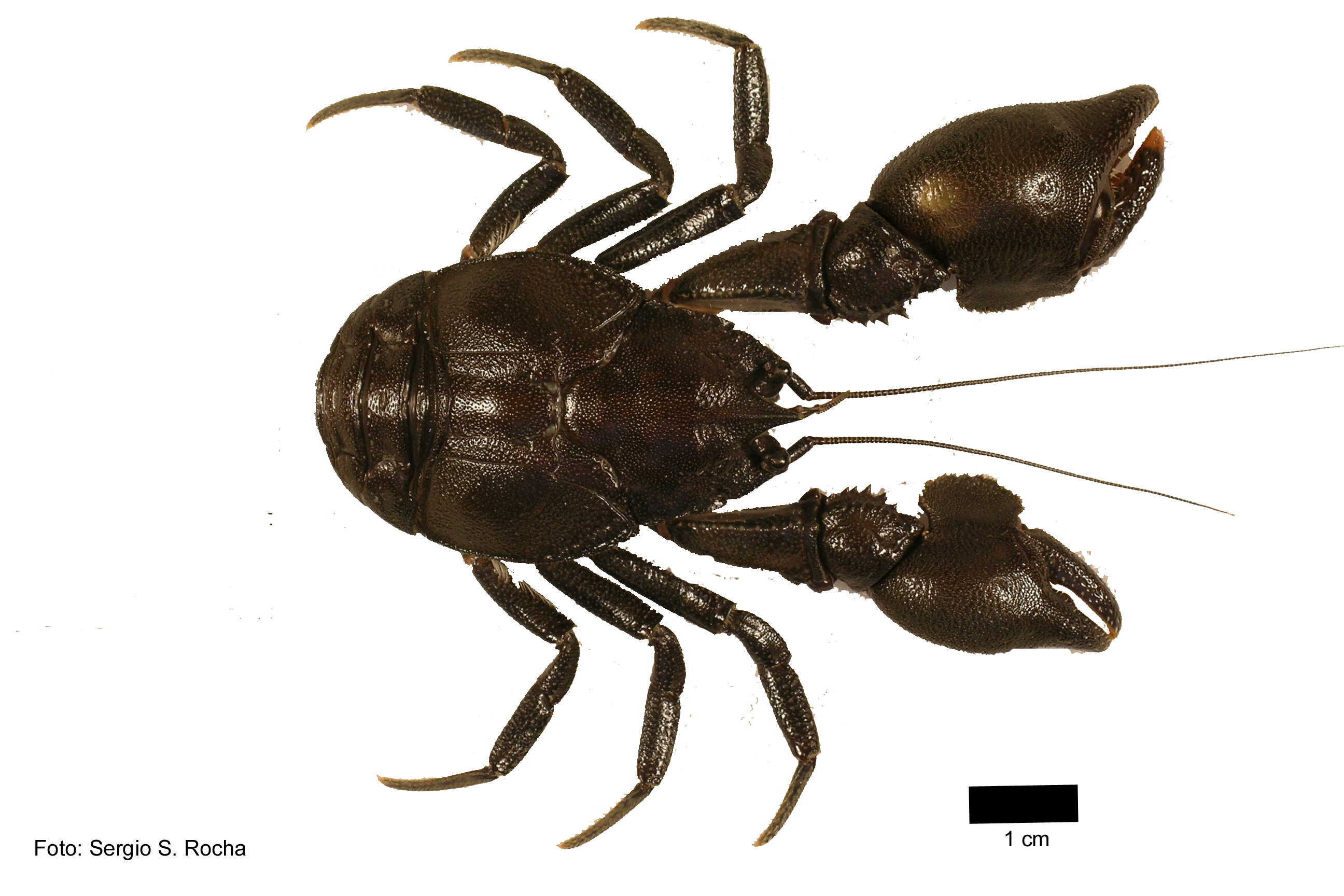 Aegla strinatii macho 1