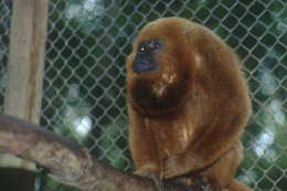 Alouatta guariba (Luis Paulo Pinto)