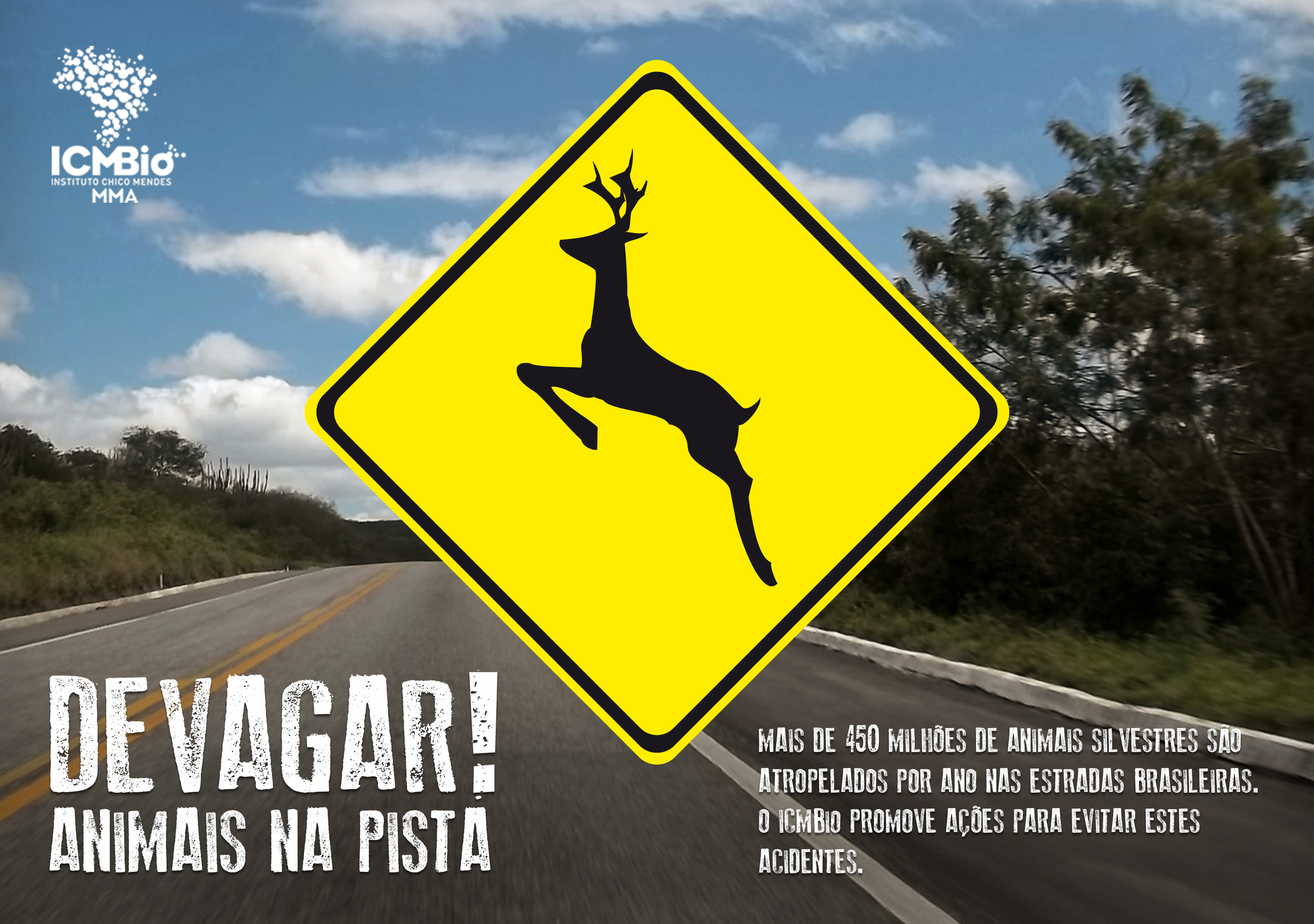 ICMBio apoia ações para prevenir atropelamentos da fauna