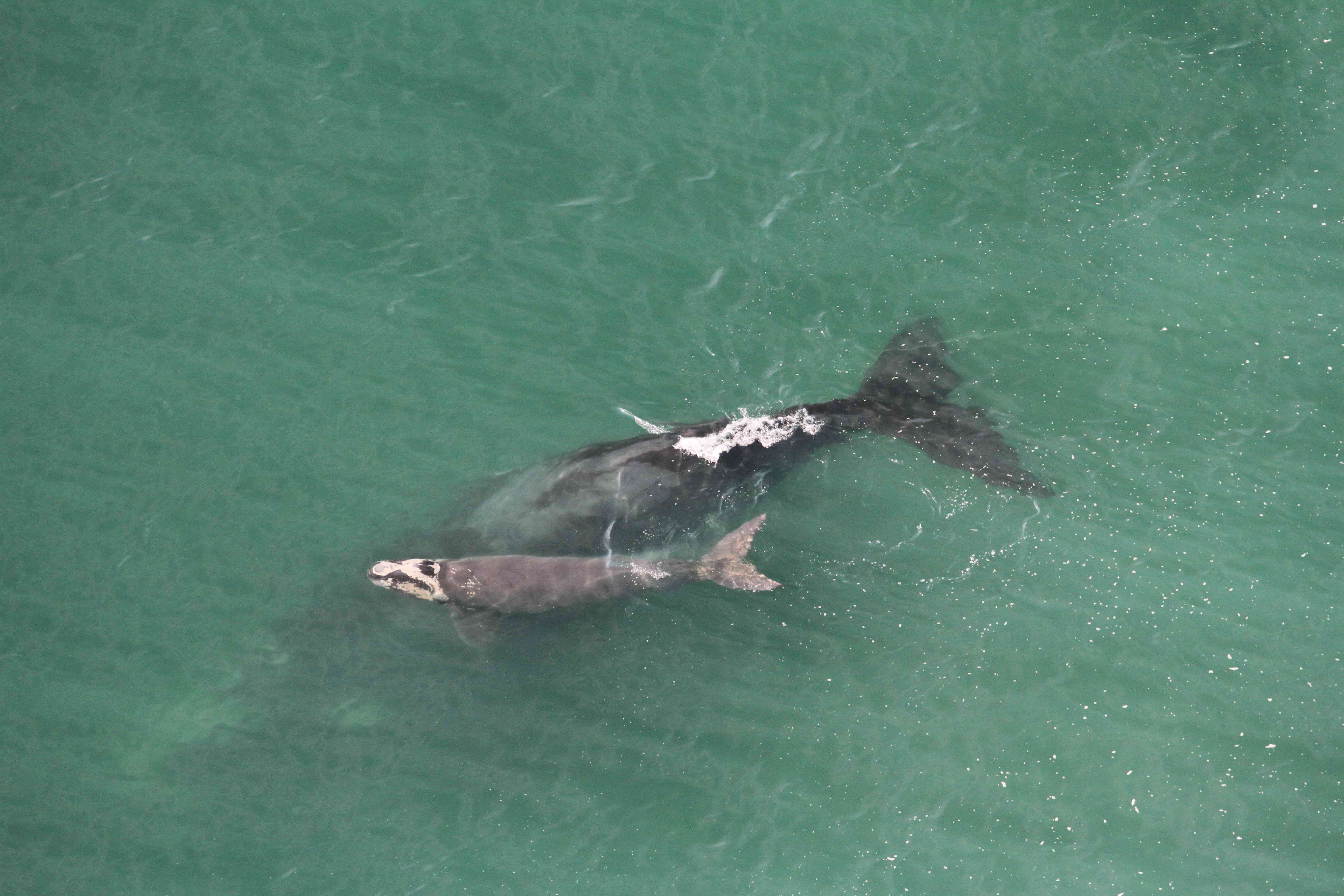 apa baleiafranca Carolina Bezamat