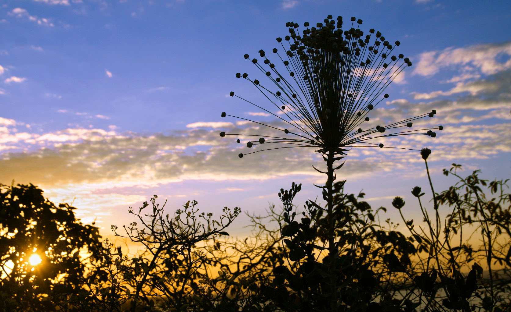 apa planaltocentral Arthur Brant