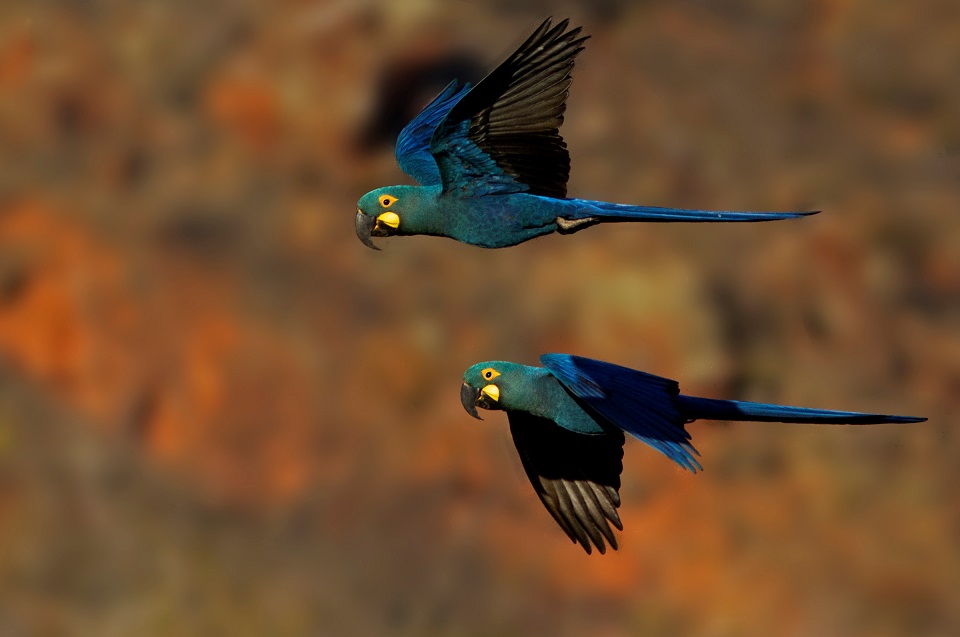 araraazul2