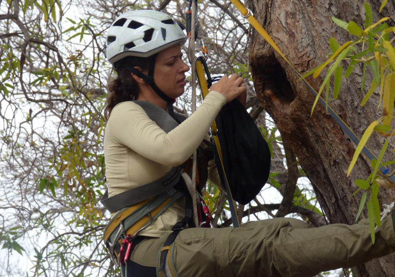Ascensão vertical em ninho ativo para coleta de dados (Foto: Murilo Arantes)
