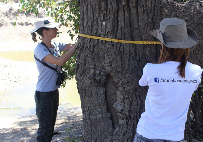 Medição de caraibeira com oco, potencial ninho de maracanãs (Foto: Acervo Cemave/ICMBio)