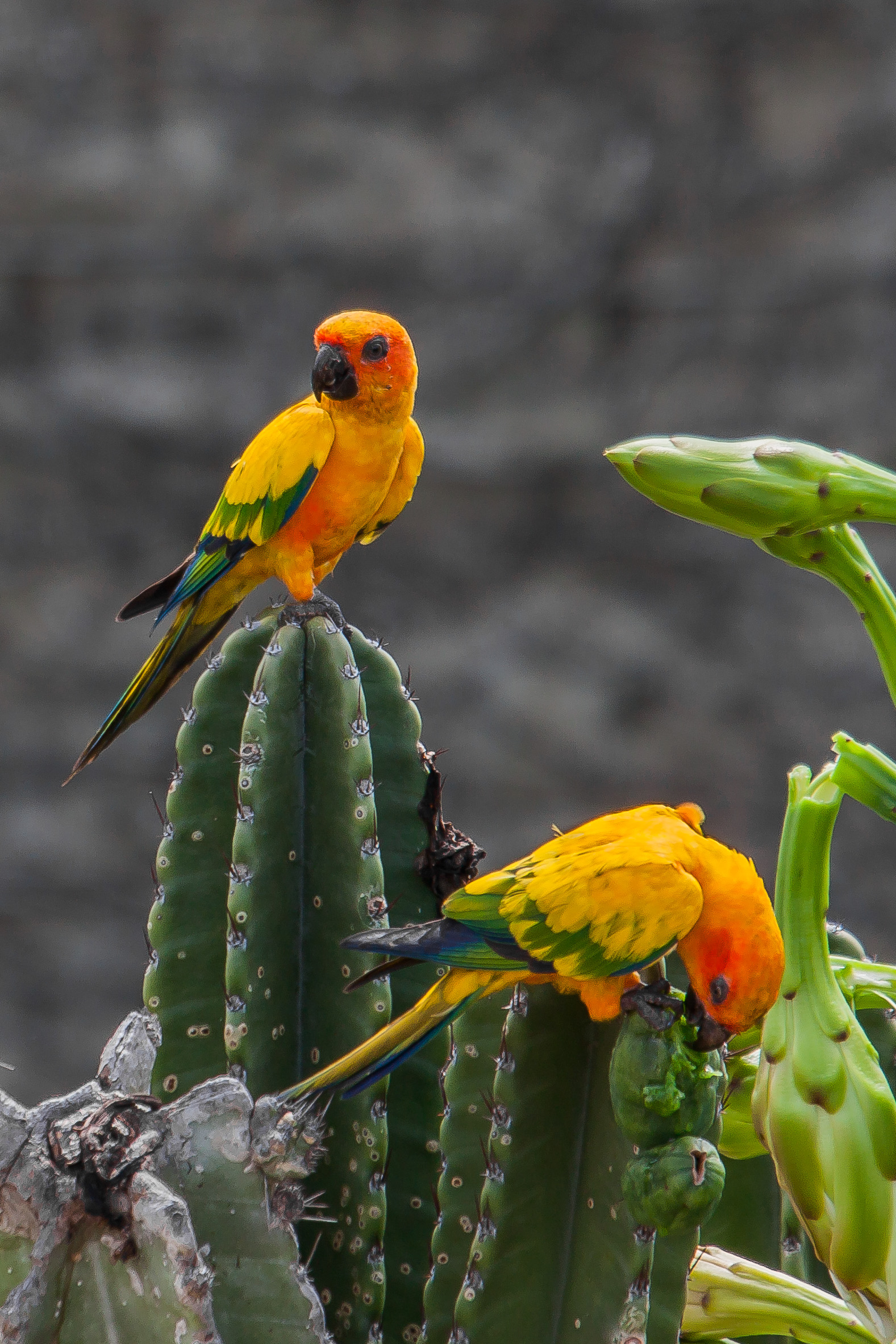 Aratinga solstitialis 20110710 TOL 005940 Foto Thiago Laranjeiras