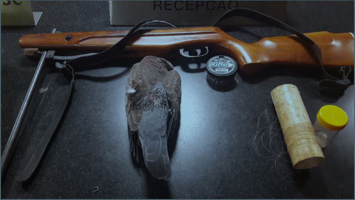 Arma, munições e o espécime de asa-branca abatido pelo caçador no dia do flagrante. (Foto: Acervo ICMBio)