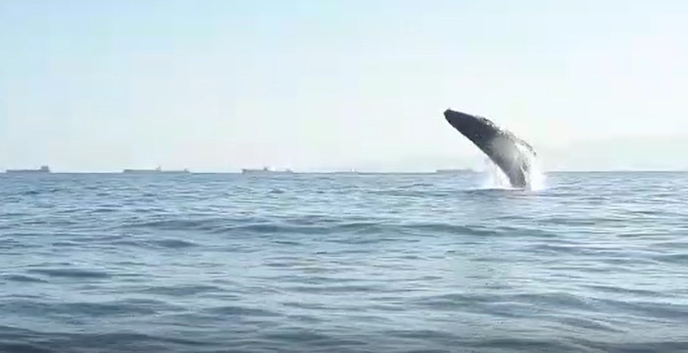 baleia mergulho
