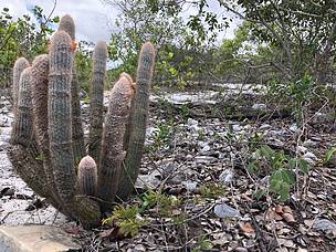 Boqueirao Onca Rogerio Cunha de Paula ICMBio5 86417