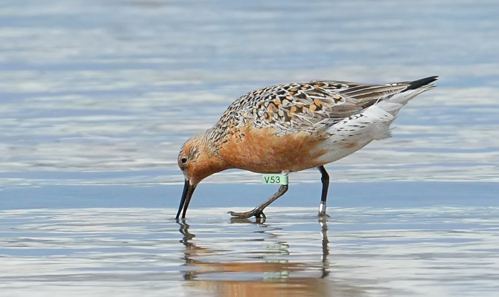 Calidris canutus 4 Renato Grimm