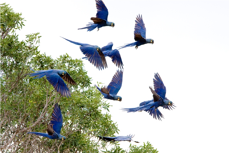 Campo Formoso Ciro Albano