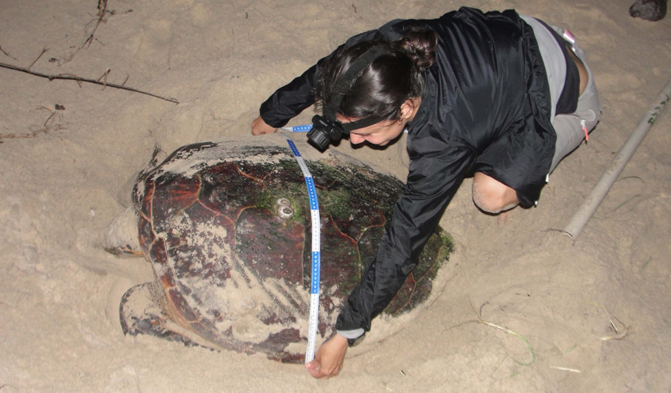 capacitação tamar resex cururupu