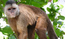 Dois primatas do Brasil entre os 25 mais ameaçados do mundo - ((o))eco