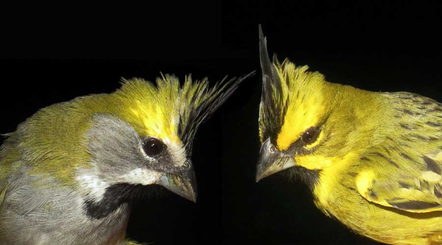 Cemave cardeal amarelo