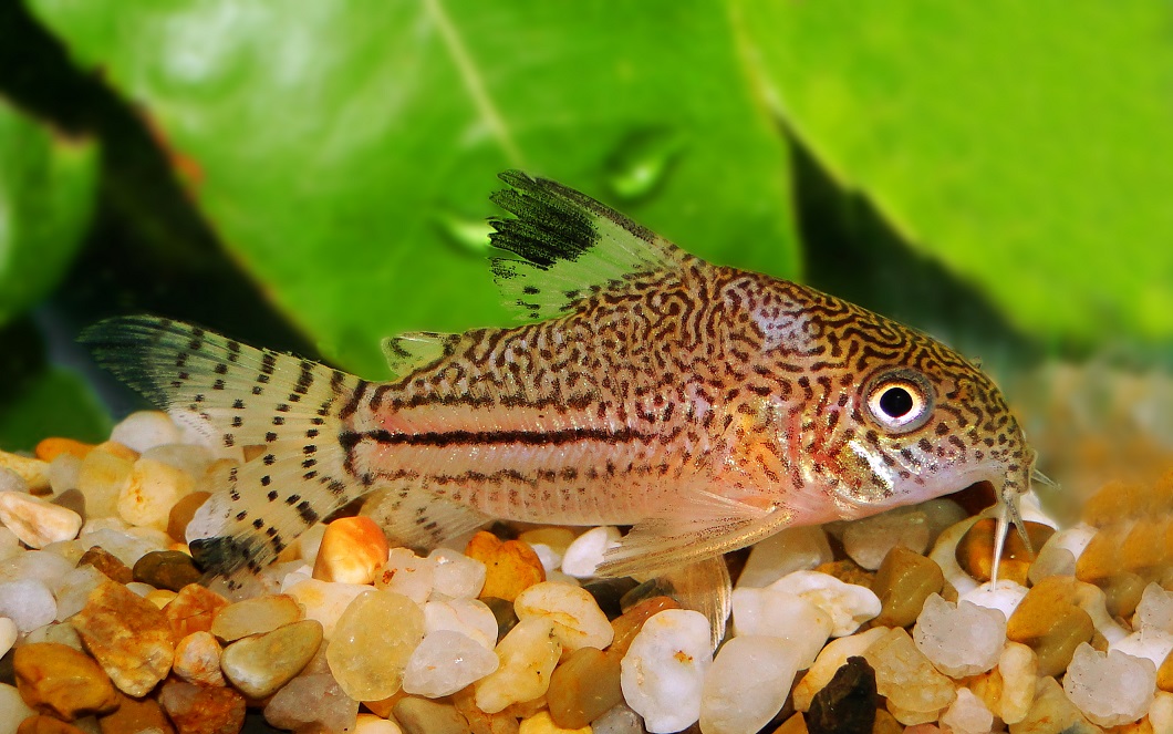 Corydoras trilineatus Henrique Lazzaroto