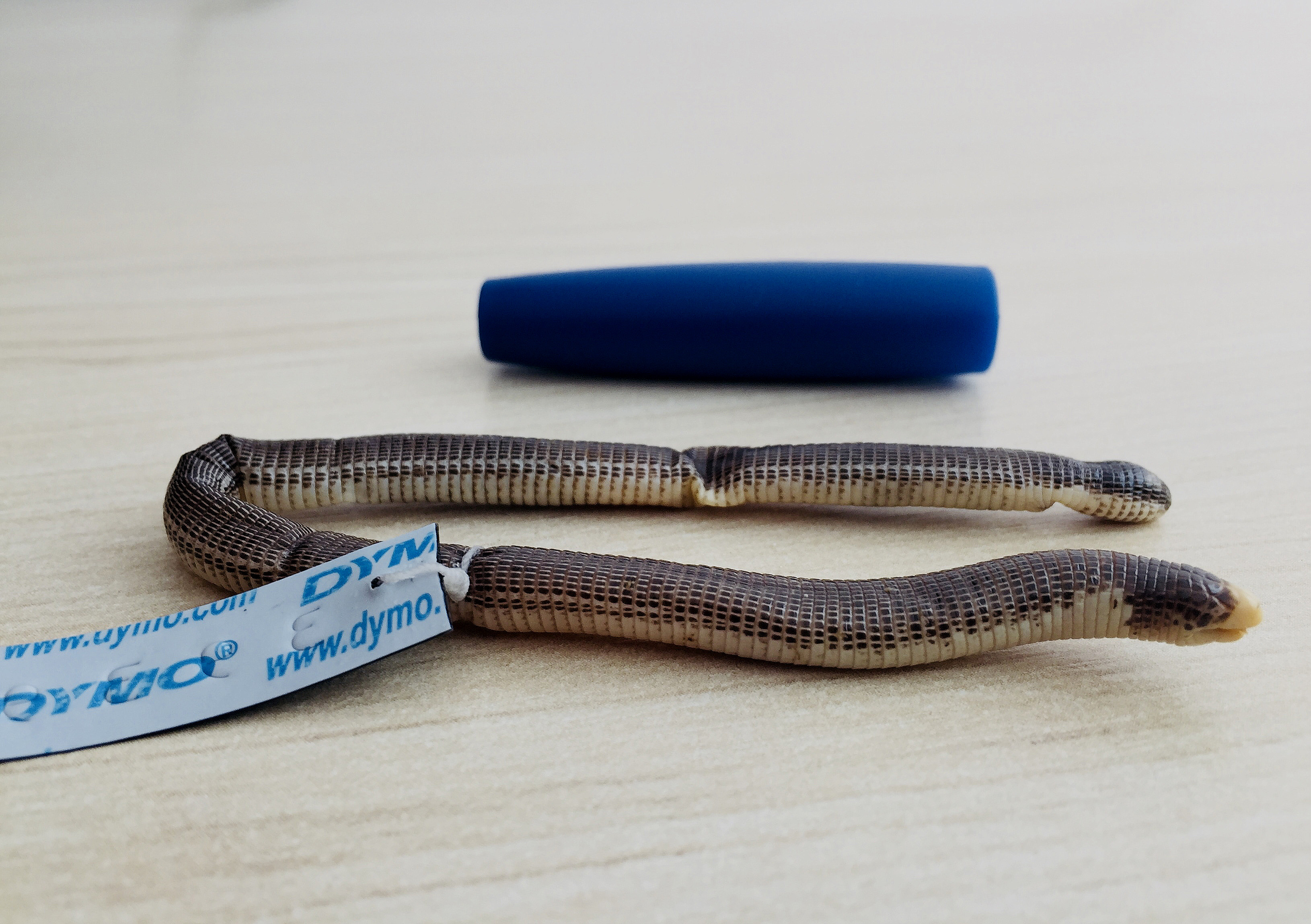 crédito Leonardo Ribeir