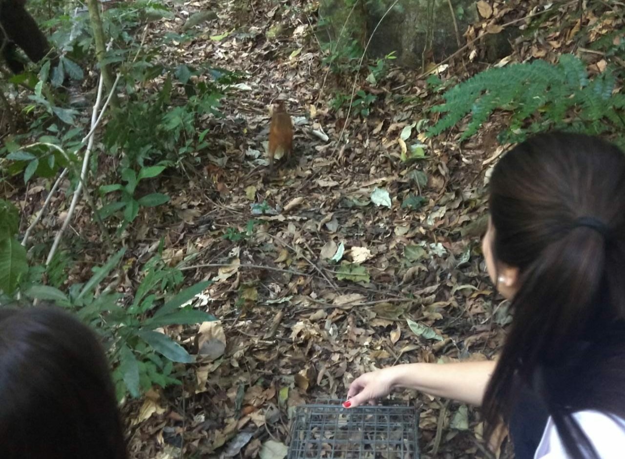 Cutias PNT Juliana Alves