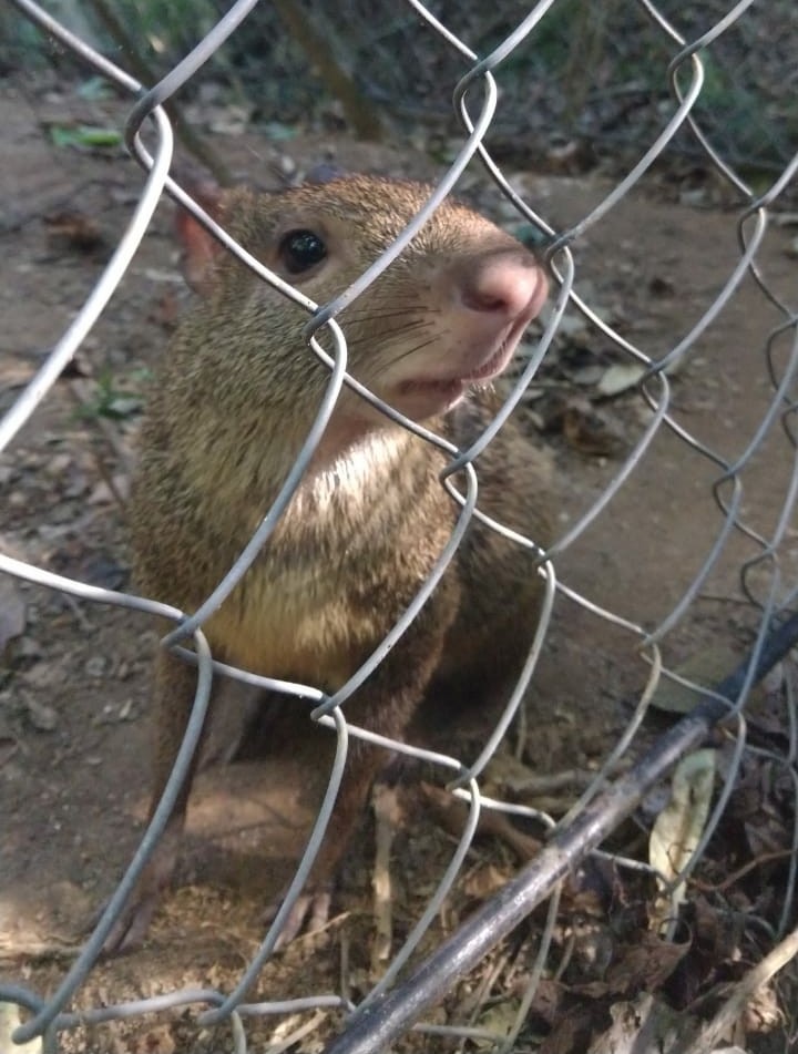 Cutias PNT Juliana Alvess