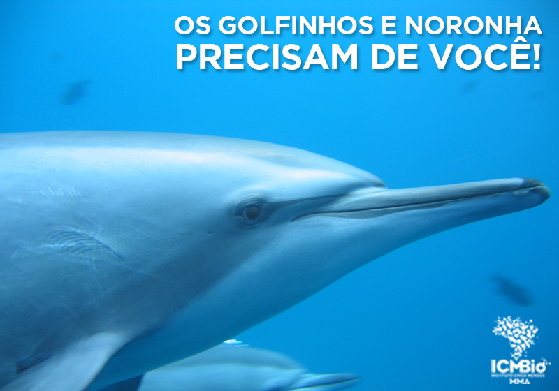 dcom golfinho310820161