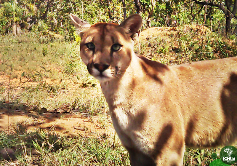 Onça-parda (Puma concolor)