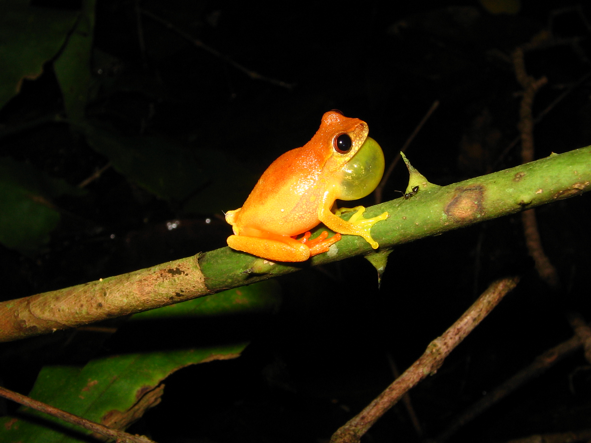 Dendropsophus bipunctatus by Marco Freitas 2