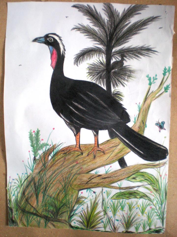 Reprodução de desenho da jacutinga