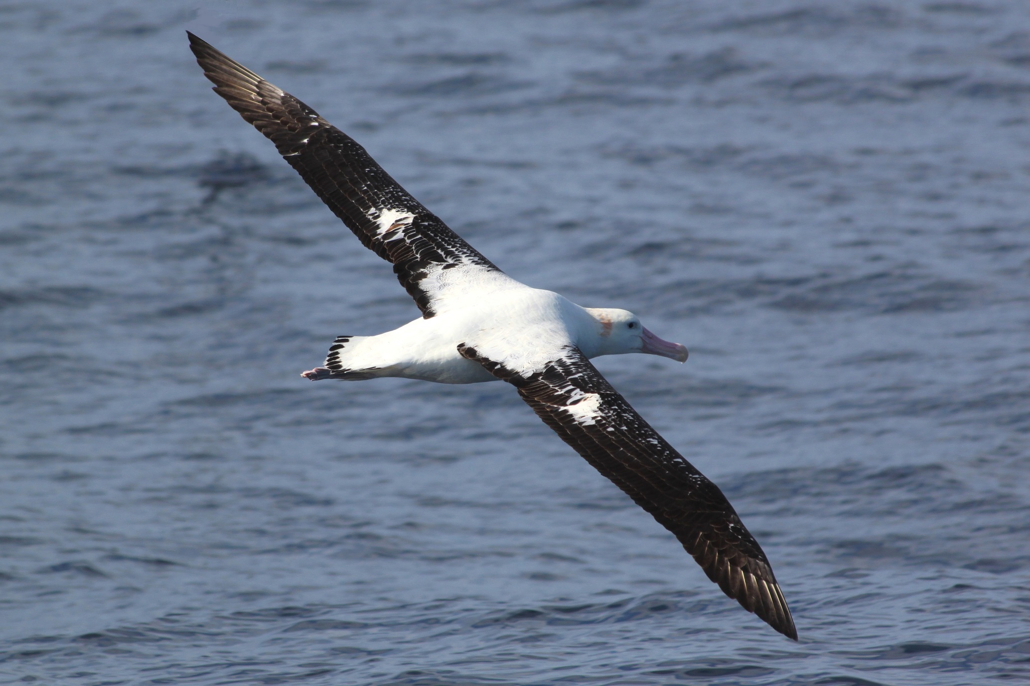 Diomedea exulans Dimas Gianuca Proj Albatrozz