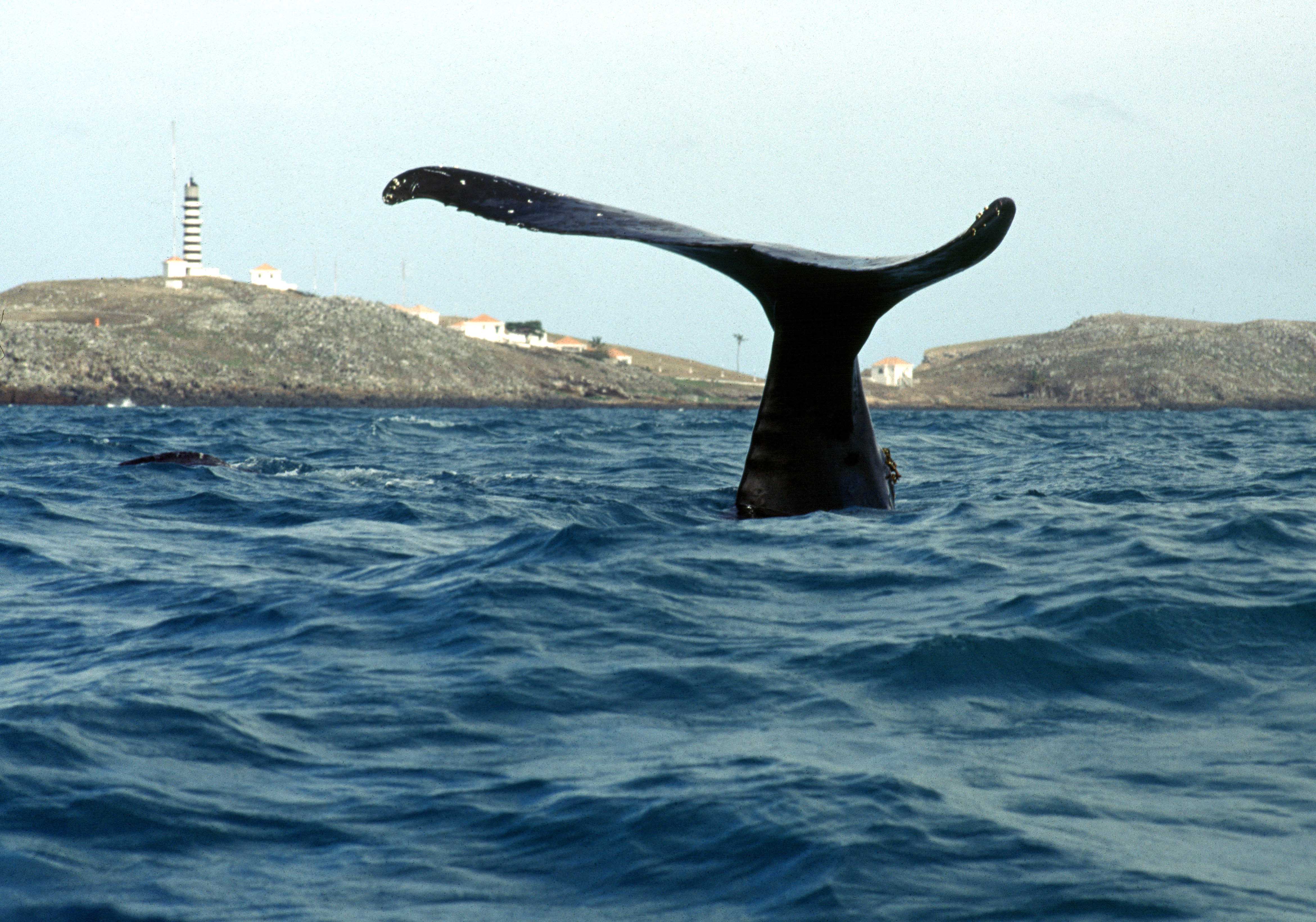 Enrico Marcovaldi Projeto Baleia Jubarte 9