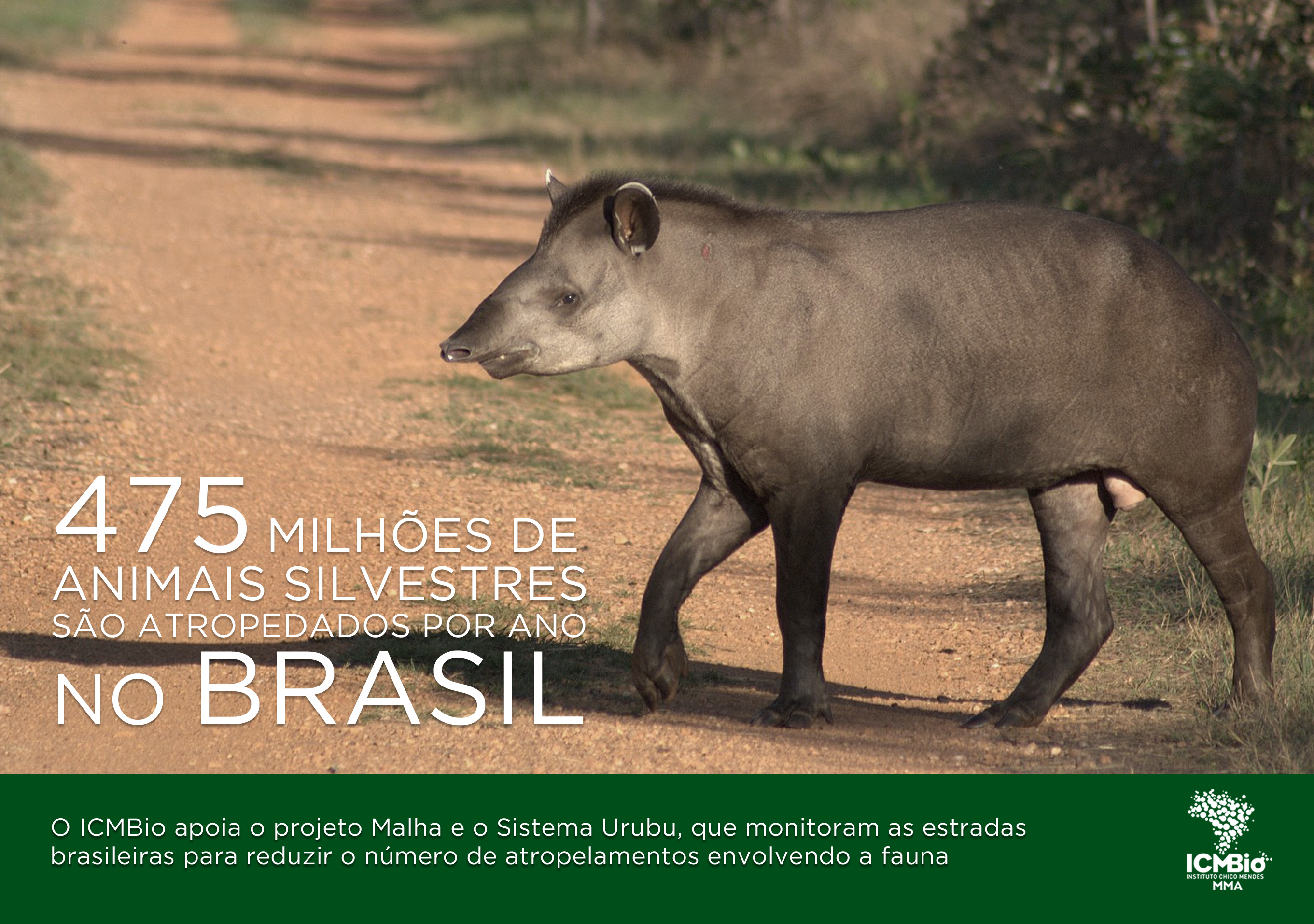 ICMBio apoia ações para prevenir atropelamentos da fauna. Foto: Leonardo Milano