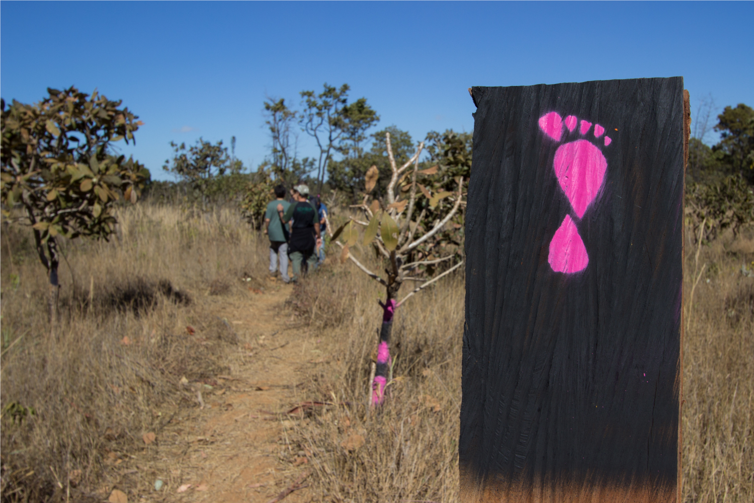 flona brasilia Bruno Bimbato reduzida