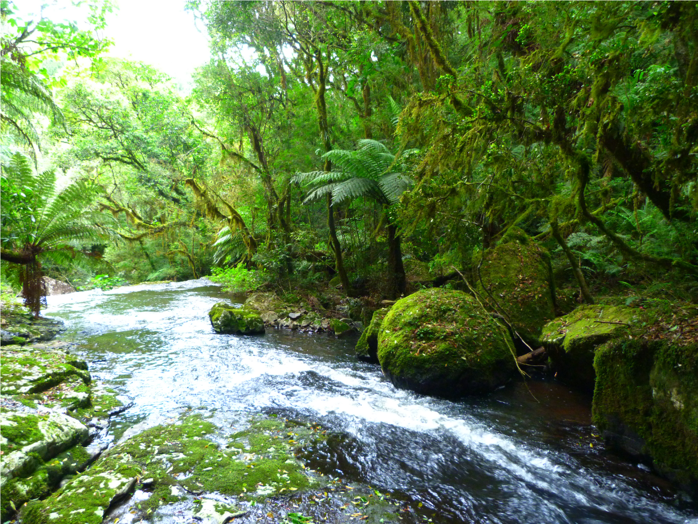 flona saofranciscodepaula Michele Knob Koch reduzida